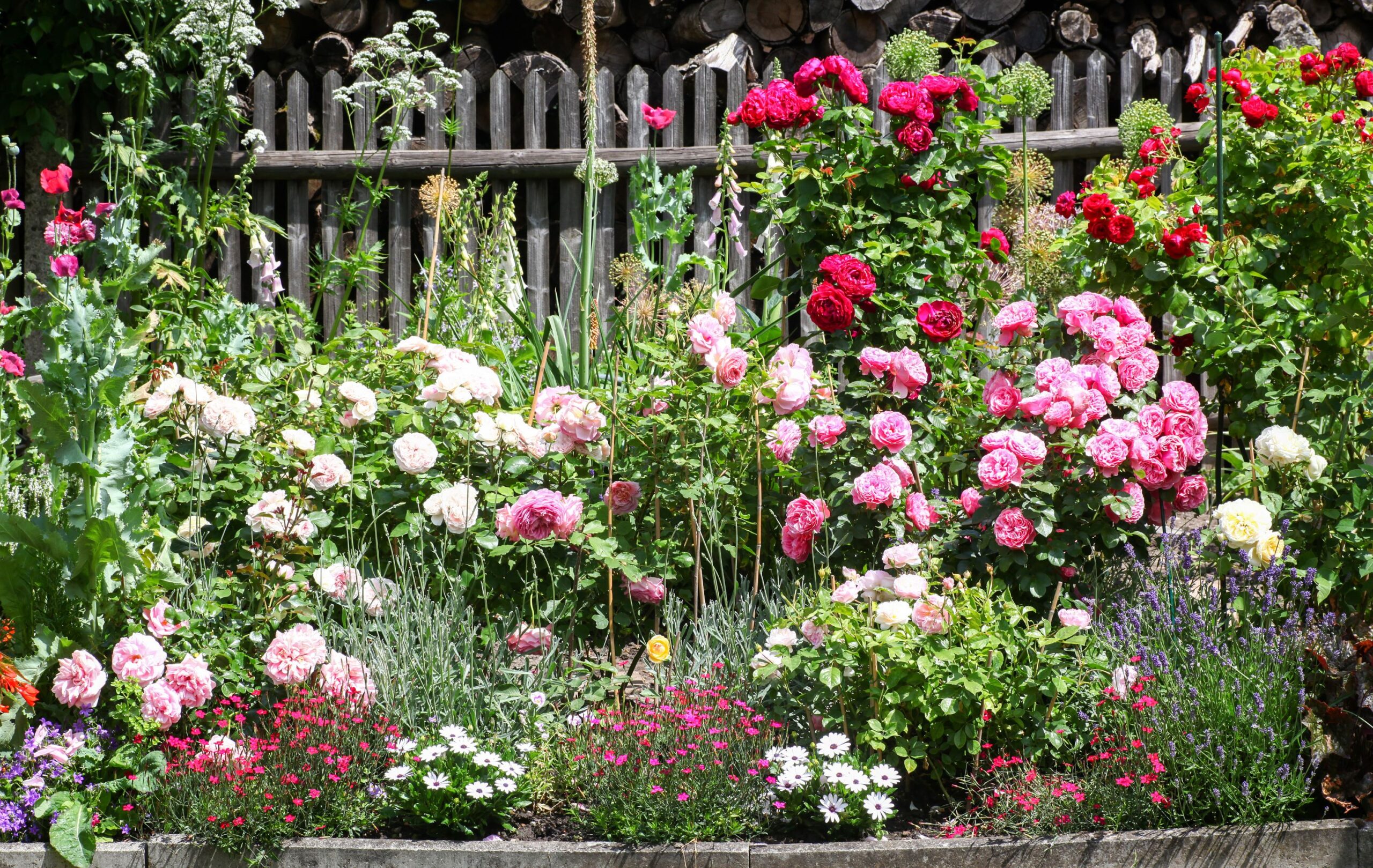 Ein buntes Beet mit verschiedenen Blumen 