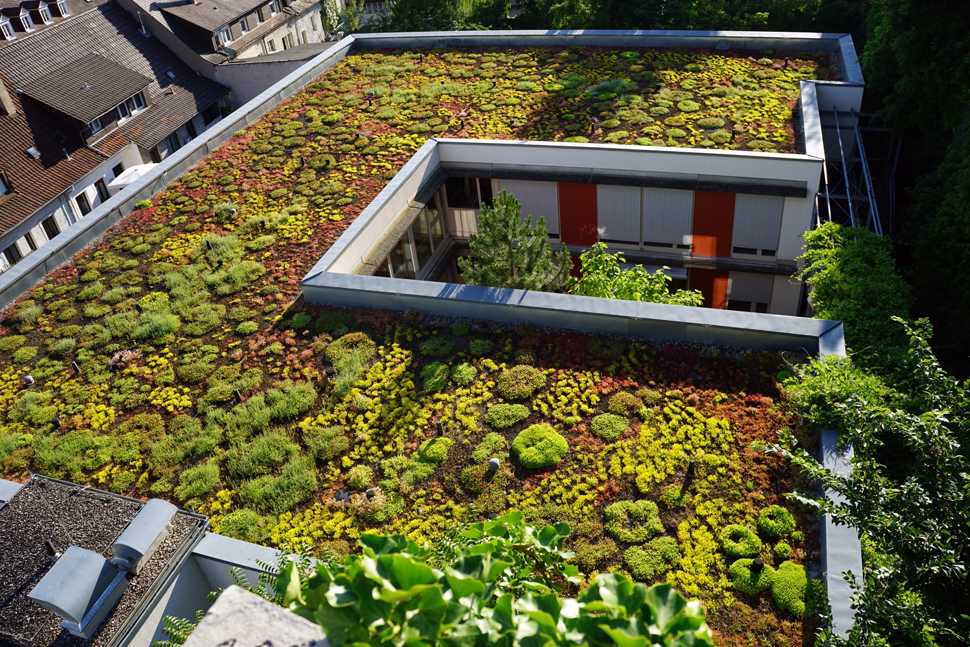 Flachdach mit extensiver Begruenung aus Sedum-Pflanzen | Aufbau extensive Dachbegrünung